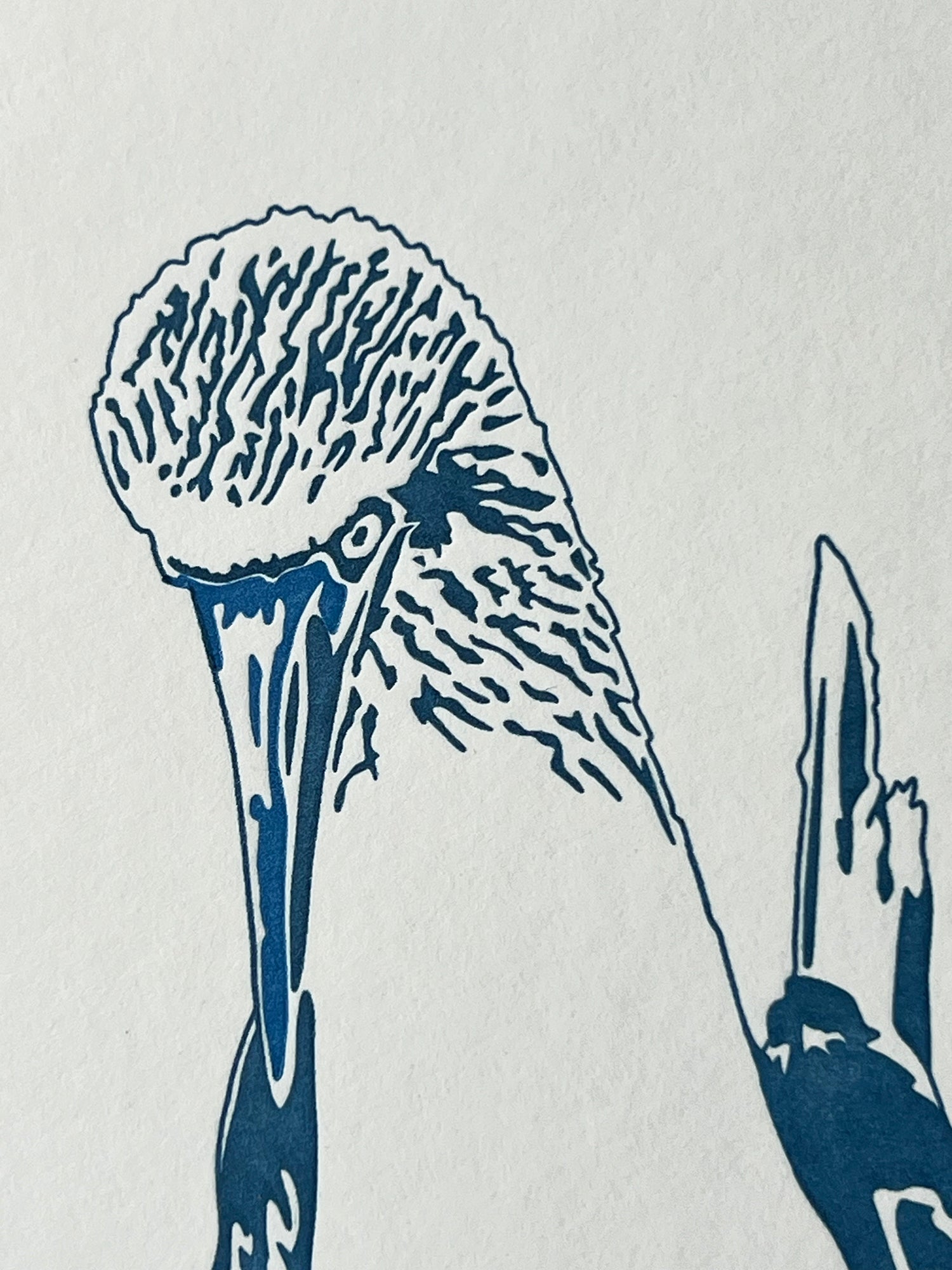 Blue Footed Boobie Letterpress Card