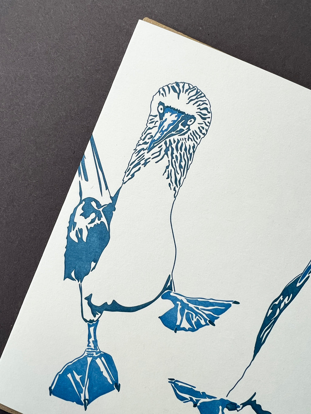 Blue Footed Boobie Letterpress Card