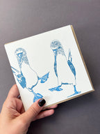 Blue Footed Boobie Letterpress Card