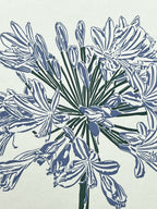 Agapanthus Letterpress Card