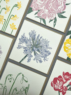 Agapanthus Letterpress Card