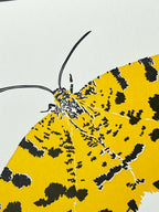 Speckled Yellow Moth Letterpress Card