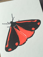 Cinnabar Moth Card