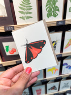 Cinnabar Moth Card
