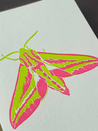 Elephant Hawk Moth Card