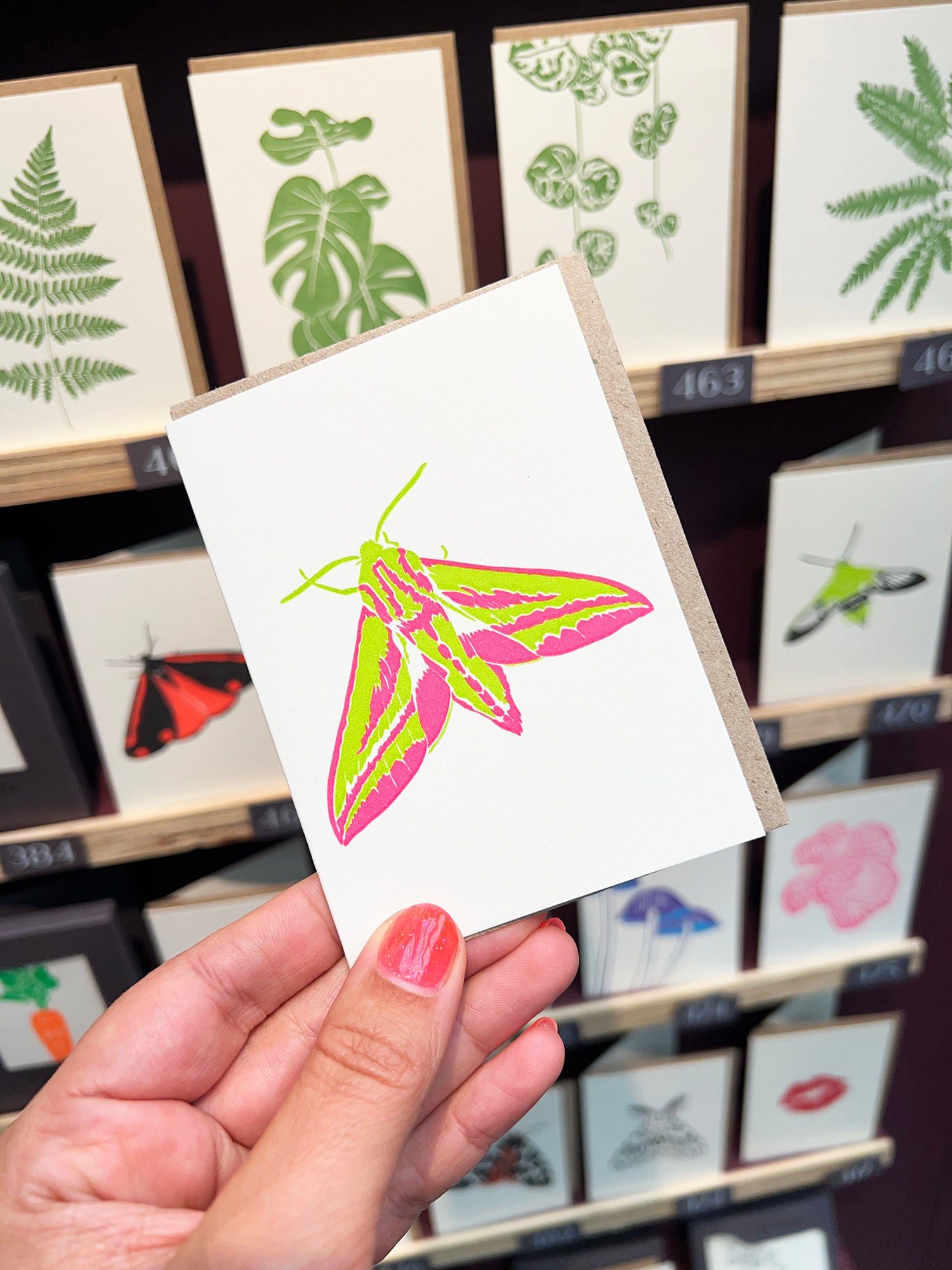 Elephant Hawk Moth Card