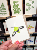 Bee Hawk Moth Card