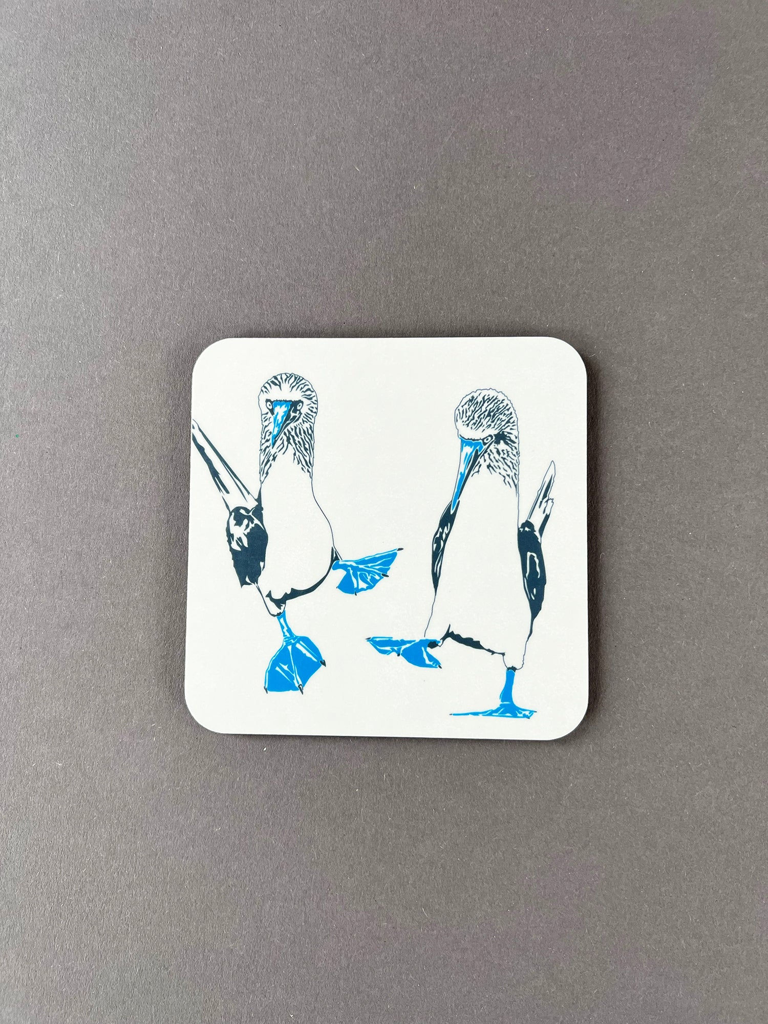 Blue Footed Boobies Coaster