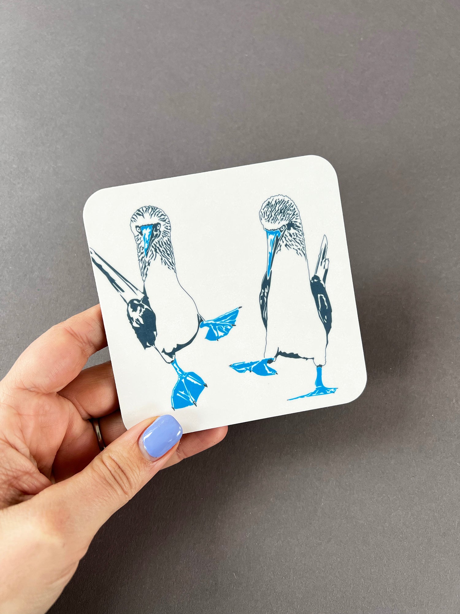 Blue Footed Boobies Coaster