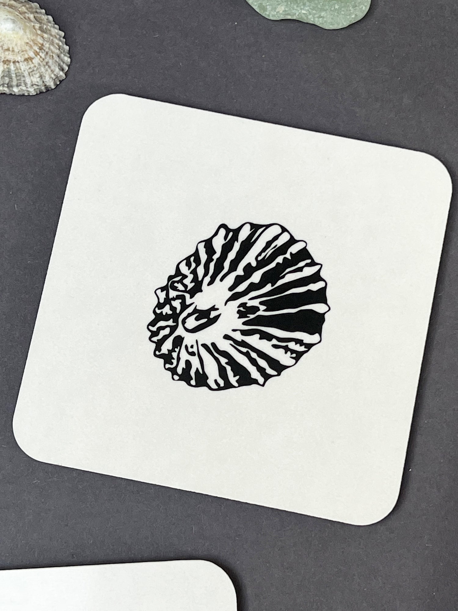 Limpet Coaster
