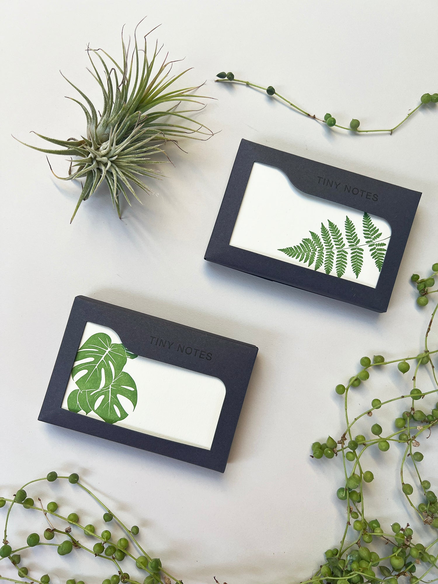 Fern Tiny Note Boxed Set | Set of 10